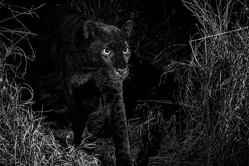 Черный африканский леопард попал на фото впервые за 110 лет - STENA.Online