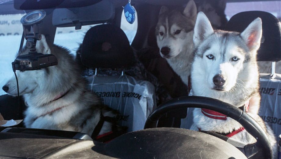 Собаки в машине