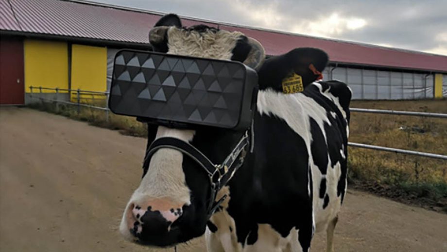 Коров в VR