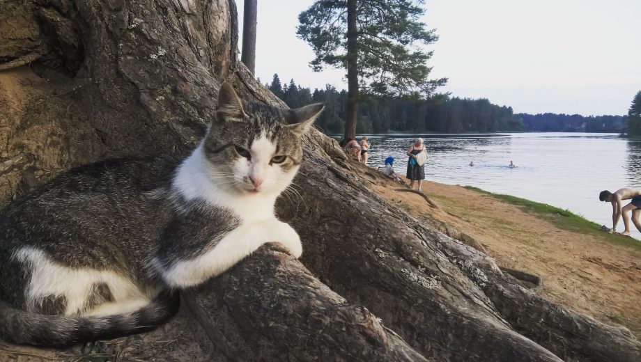 кошка